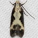 Chionodes thyotes - Hodges#2071.2 - photo 2