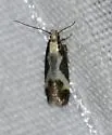 Chionodes thyotes - Hodges#2071.2 - photo 3
