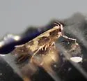Chionodes thyotes - Hodges#2071.2 - photo 4