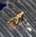 Chionodes thyotes - Hodges#2071.2 - photo 5