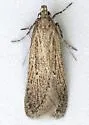 Chionodes whitmanella - Hodges#2124 - Chionodes whitmanella