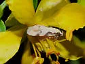 Chionodes xanthophilella - Hodges#2125