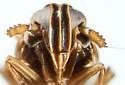 Chionomus balboae - photo 3
