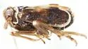 Chionomus balboae - photo 4