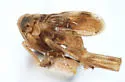 Chionomus bellicosus