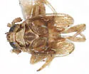Chionomus bellicosus - photo 2