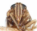 Chionomus bellicosus - photo 3