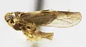 Chionomus cultus