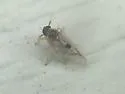 Chionomus dissipatus