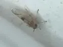 Chionomus dissipatus - photo 2