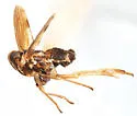 Chionomus dissipatus - photo 3