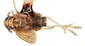Chionomus dissipatus - photo 4