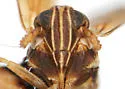 Chionomus dissipatus - photo 5