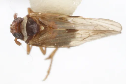 Chionomus havanae