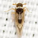 Chionomus herkos