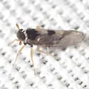 Chionomus herkos - photo 2
