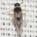 Chionomus herkos - photo 3