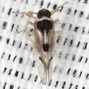 Chionomus herkos - photo 4