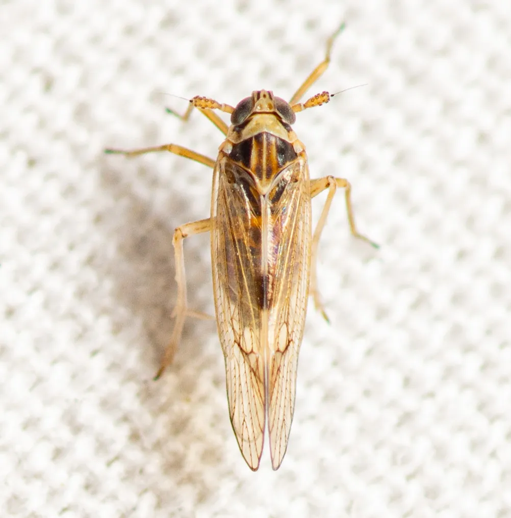 Chionomus pacificus - photo 2
