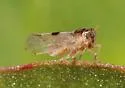 Chionomus puella - photo 2