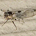 Chionomus puella - photo 3