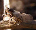 Chionomus puella - photo 4