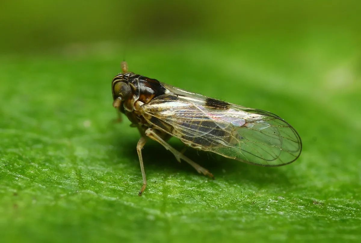 Chionomus puellus - photo 3