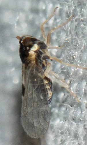 Chionomus quadrispinosus