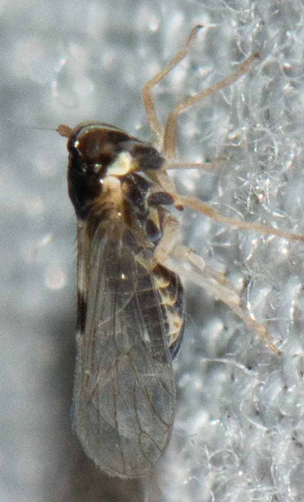 Chionomus quadrispinosus - photo 2