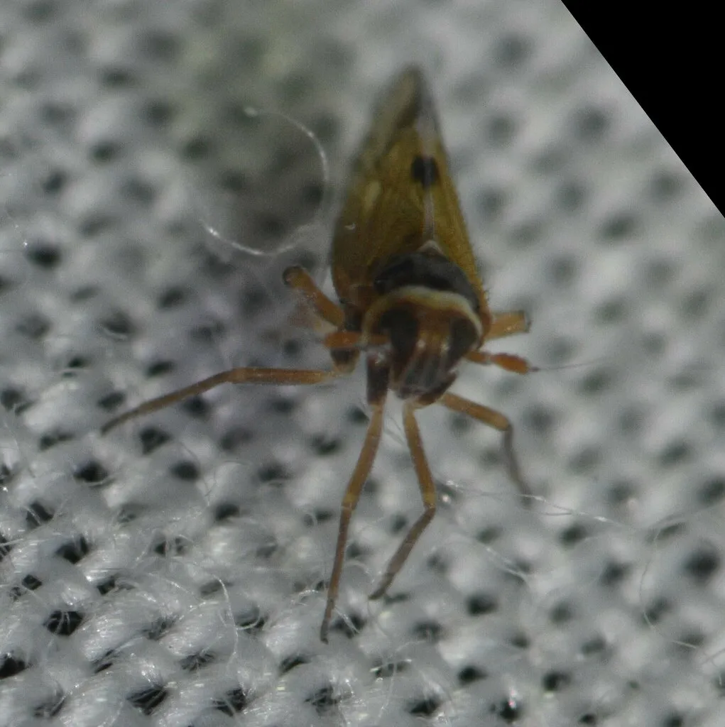 Chionomus tenae - photo 2