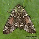 Chiricahua lichenaria - Hodges#6641.1
