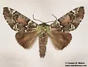 Chiricahua lichenaria - Hodges#6641.1 - photo 2