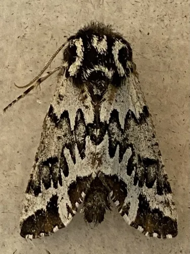 Chiricahua multidentata - Hodges#6641
