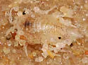 sand isopod