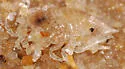 sand isopod - photo 2