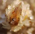 sand isopod - photo 3