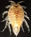 sand isopod - photo 4