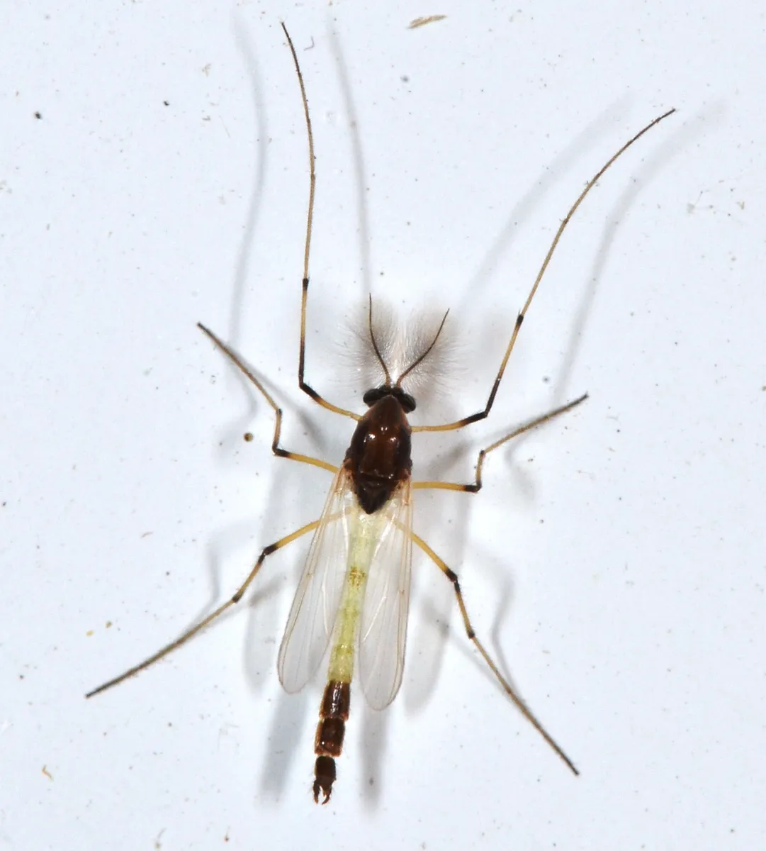 Non-biting Midges - photo 2