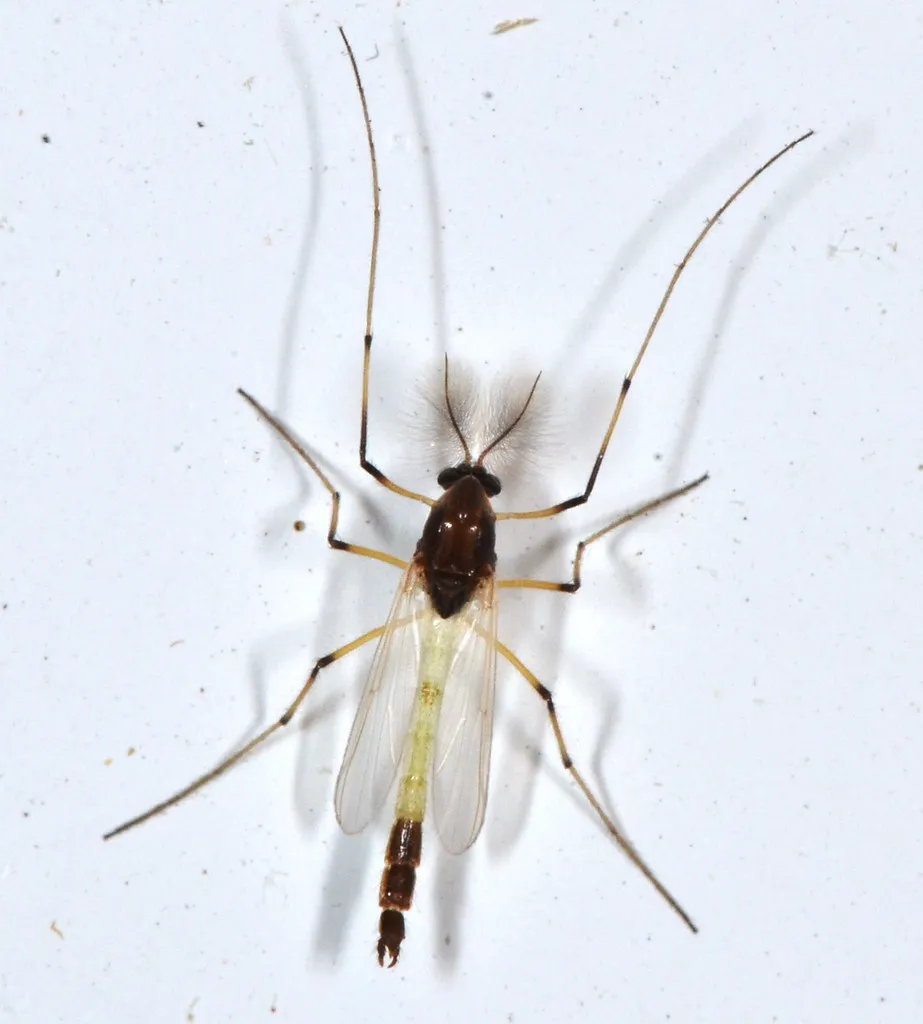 Non-biting Midges - photo 3