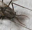 Chironomus atrella
