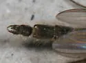 Chironomus atrella - photo 2