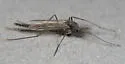 Chironomus atrella - photo 3