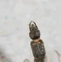 Chironomus atrella - photo 4