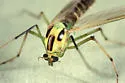 Chironomus atroviridis