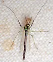 Chironomus atroviridis - photo 2