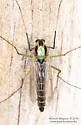 Chironomus atroviridis - photo 4