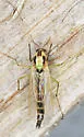 Chironomus atroviridis - photo 5