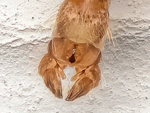 Chironomus crassicaudatus