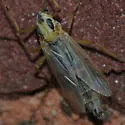 Chironomus dilutus