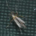 Chironomus dilutus - photo 2
